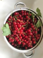 Harvest Redcurrants